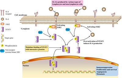 The role of IL-6/JAK2/STAT3 signaling pathway in cancers